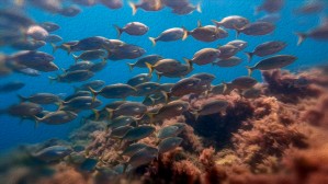 School of fish oil painting style